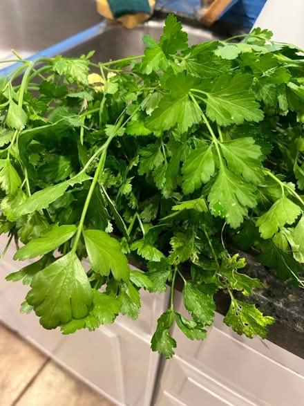 Photo of free fresh parsley with roots (Lawrence/ El Camino Real) #1