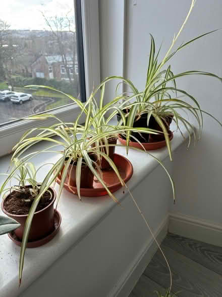 Photo of free Spider Plants (Seedhill, Paisley) #2