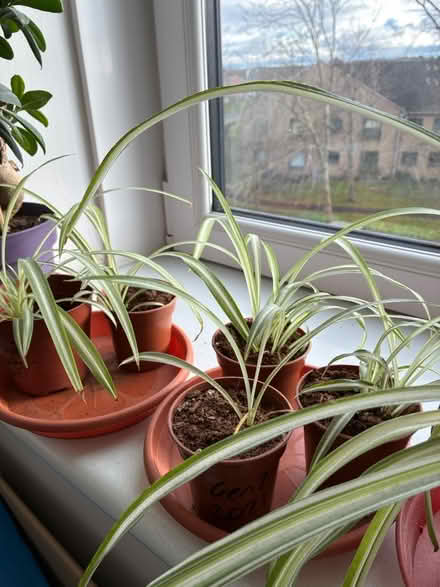 Photo of free Spider Plants (Seedhill, Paisley) #1