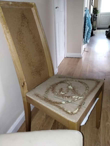 Photo of free M&S dining chairs (Irby CH61) #3