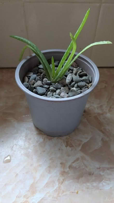 Photo of free 3 Aloe Vera plants (Caldy Valley CH3) #2