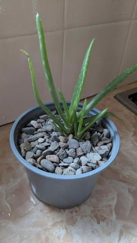 Photo of free 3 Aloe Vera plants (Caldy Valley CH3) #1