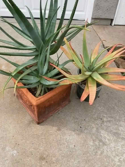 Photo of free Aloe Plants (thousand oaks) #1