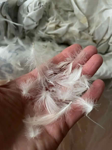 Photo of free Down feathers (Oakworth) #1
