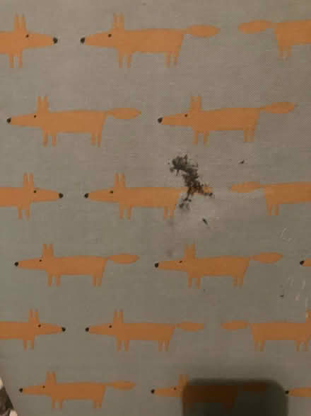 Photo of free Ironing board (Ealing, London W5) #2