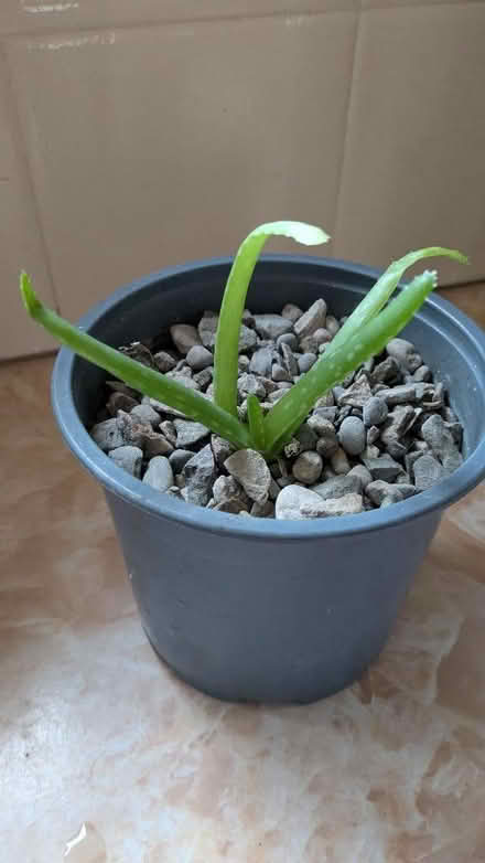 Photo of free 3 Aloe Vera plants (Caldy Valley CH3) #3