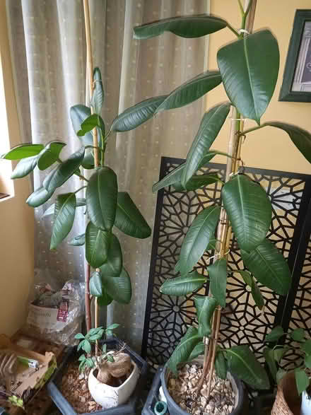Photo of free Rubber plants (Bourne end) #1