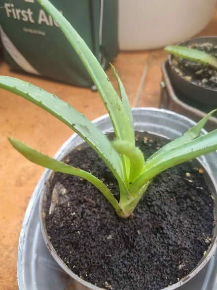 Photo of free Aloe vera plants (West Pennard BA6) #3