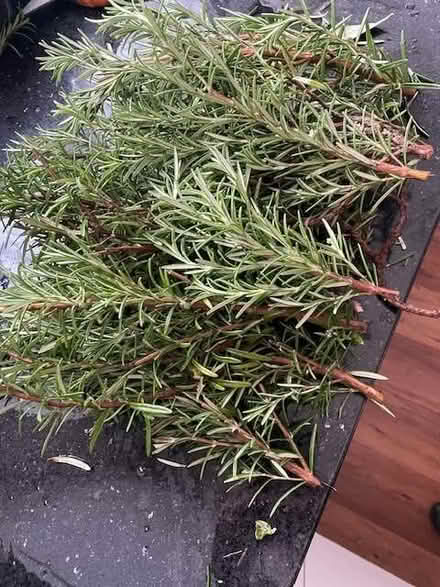 Photo of free Rosemary cuttings (Hendon NW4) #2