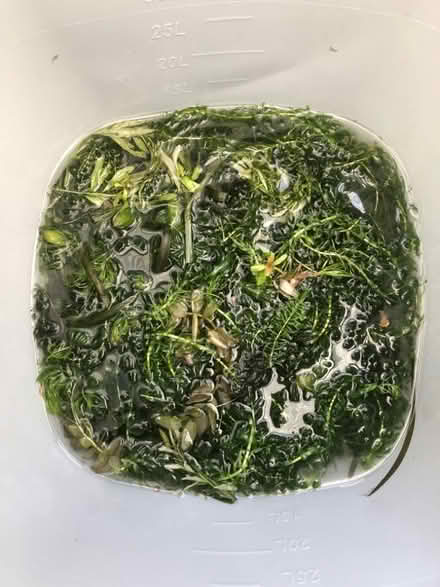 Photo of free Fish tank plants (Thornton Heath CR7) #2