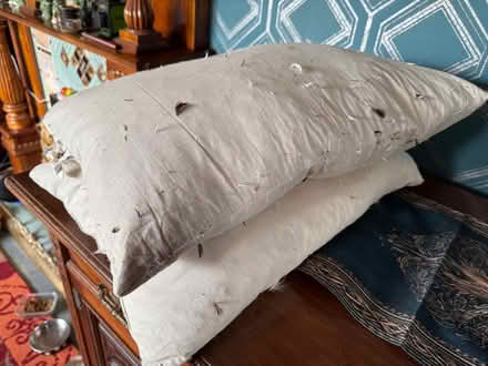 Photo of free Feather pillows (Spondon DE21) #3