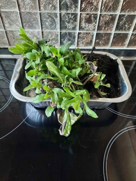 Photo of free Forget me Nots clump (Morden SM4) #3