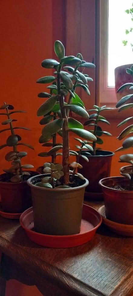 Photo of free 6 x jade/money plants (Llandegley LD1) #2