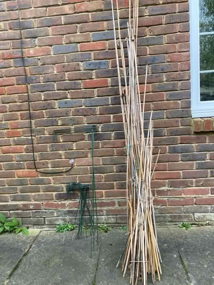 Photo of free Plant support sticks (Maidenhead SL6) #1