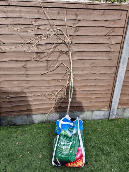 Photo of free Apple tree (Bradley Fold BL2) #2