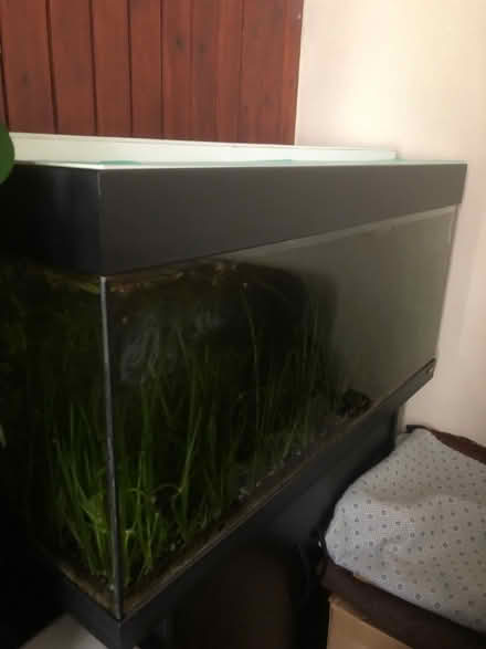 Photo of free Fish tank plants (Thornton Heath CR7) #1