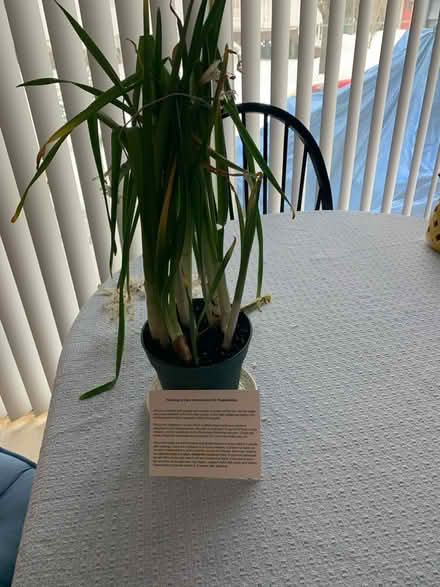 Photo of free Paper White Bulbs (Middletown near Oak Hill Road) #1