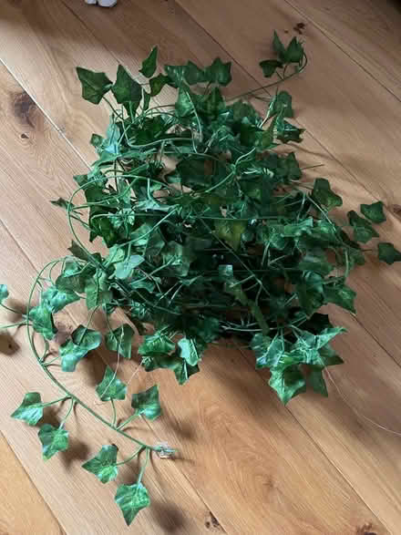 Photo of free Plastic Ivy (Weston Park) #1