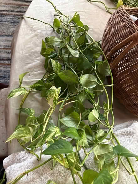 Photo of free Golden pothos cuttings (Drexel Hill) #1