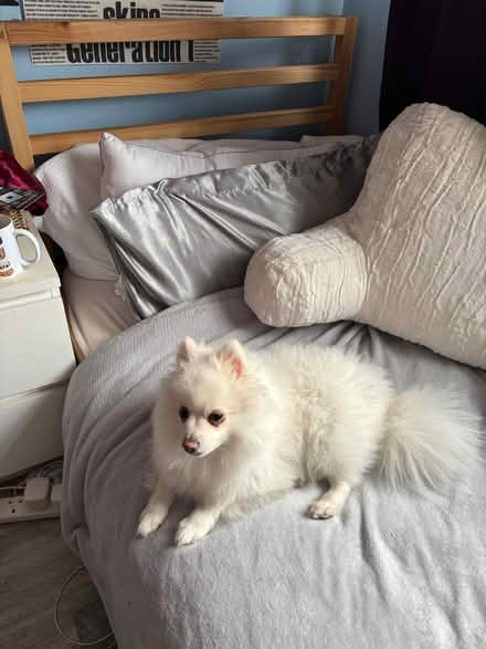 Photo of free Single bed with mattress (Reading RG2) #2