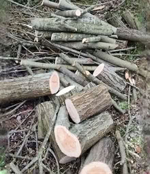 Photo of Logs for wood turning on a lathe (Sutton Bridge PE12) #1