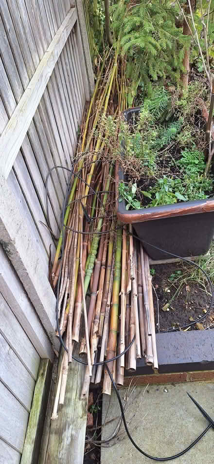 Photo of free Bamboo poles (Stotfold SG5) #1