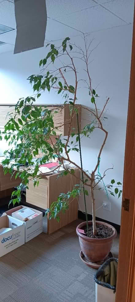 Photo of free Scraggly ficus tree (Lower Queen Anne / Uptown) #3