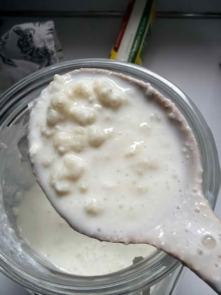 Photo of free Live milk Kefir grains (EverEtt) #1
