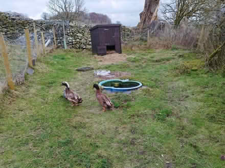 Photo of A child's sandpit or similar to make a ducks paddling pool (Burnbanks CA10) #1