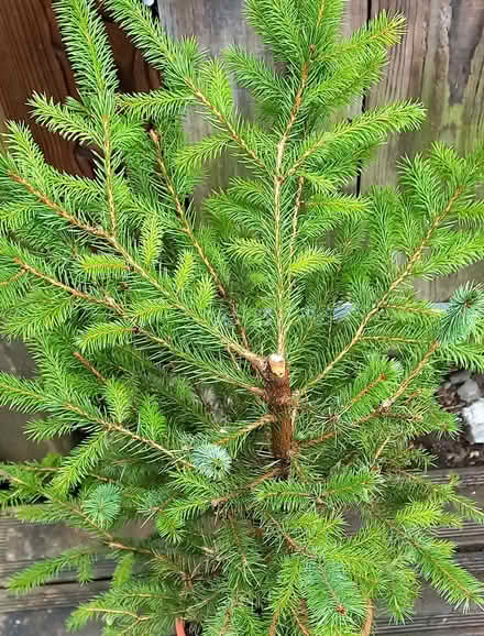 Photo of free Small Nordmann Fir Tree (Penzance TR18) #3