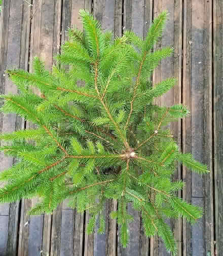 Photo of free Small Nordmann Fir Tree (Penzance TR18) #2