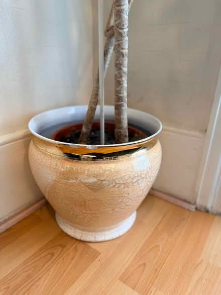 Photo of free large plant (and pot) (Welling DA16) #3