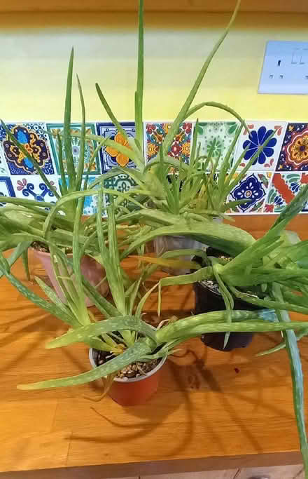 Photo of free 4 x aloe vera plants (Llandegley LD1) #1