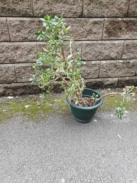Photo of free Large Money Plant (2nd) (M20) #1
