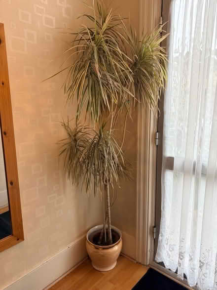 Photo of free large plant (and pot) (Welling DA16) #1