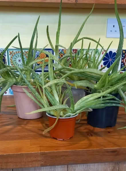 Photo of free 4 x aloe vera plants (Llandegley LD1) #2