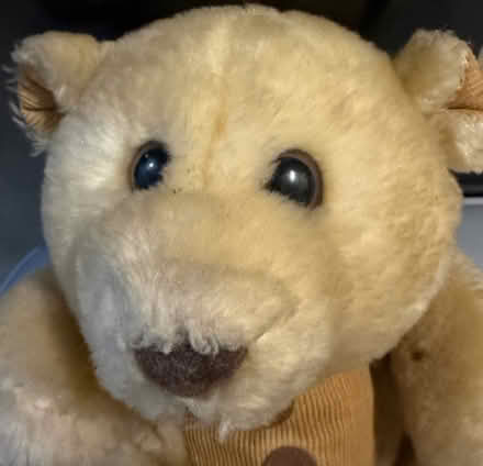 Photo of free Teddy (Westbury Wilts BA13) #2