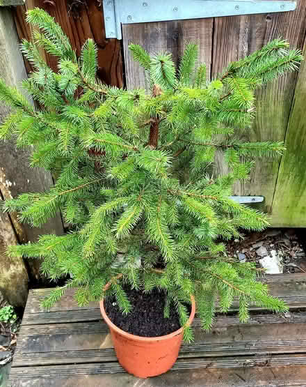 Photo of free Small Nordmann Fir Tree (Penzance TR18) #1