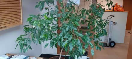 Photo of free Scraggly ficus tree (Lower Queen Anne / Uptown) #2