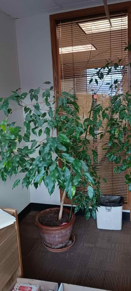 Photo of free Scraggly ficus tree (Lower Queen Anne / Uptown) #1