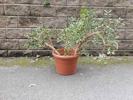 Photo of free Money Plant (M20) #3