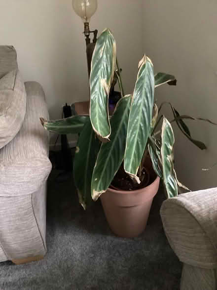 Photo of free Large Calathea House Plant (Upton CH49) #1