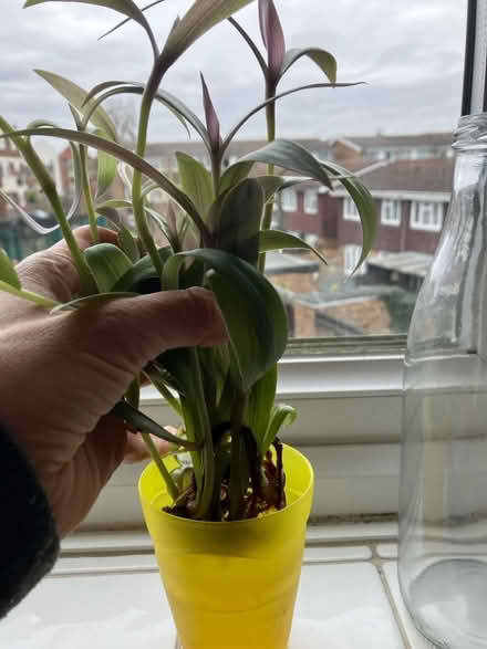 Photo of free Transcendencia plant cuttings (Surbiton KT5) #2