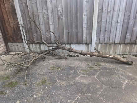 Photo of free Dead tree (Cam GL11) #1