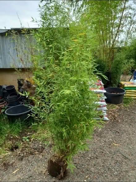 Photo of Clump of bamboo (Bartley Green B31) #1