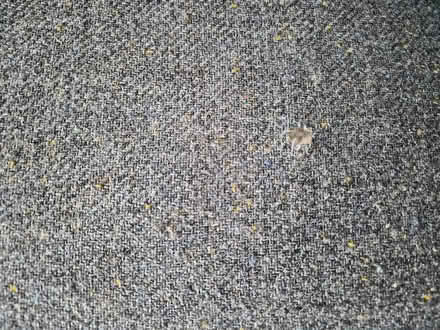 Photo of free 2 Seat Sofa (Chippenham SN15) #3