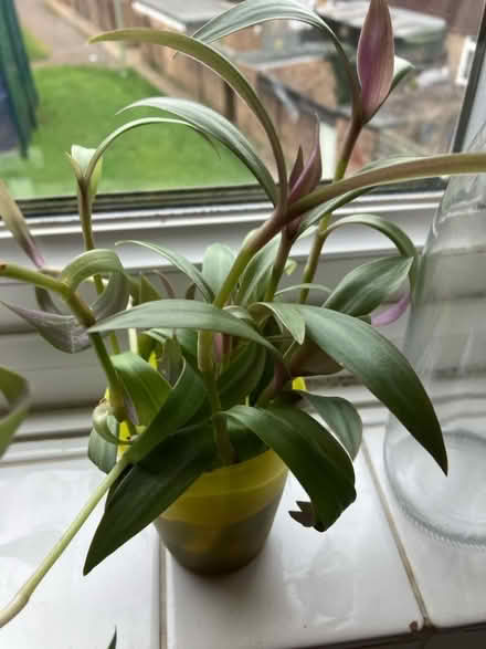 Photo of free Transcendencia plant cuttings (Surbiton KT5) #1