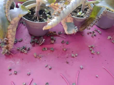 Photo of free Baby plants (Six Ways AL8) #1