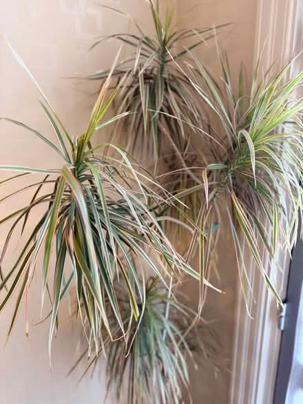 Photo of free large plant (and pot) (Welling DA16) #2