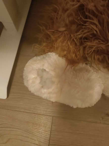 Photo of free Giant Yak (Wandsworth SW18) #2